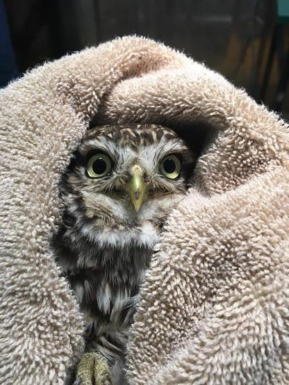 A pair of pale yellow eyes emerge from a bundle of feathers wrapped in a light taupe towel.