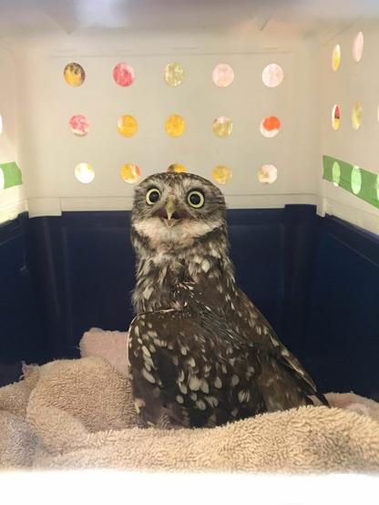 The owl is sat on the same taupe towel, now inside a blue and white pet-carrier box. With head raised, eyes wide and mouth open, this owl looks disinclined to seeking further human companionship.
