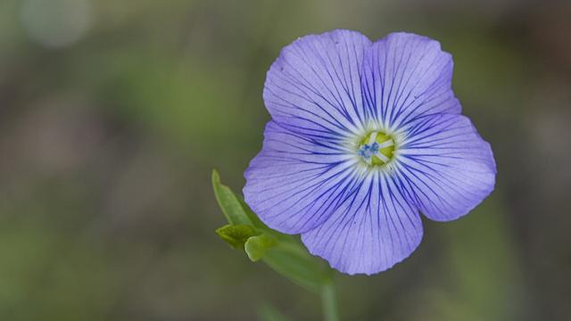Vlas / Linum usitatissimum