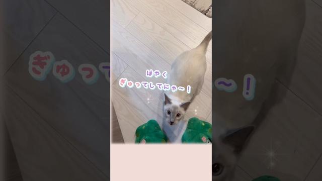 甘えんぼ猫のジャンプ抱っこが尊すぎた…ただいまの瞬間にキュン【トンキニーズ】【猫のいる生活】#shorts #catshorts #猫のいる生活