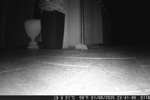 Photo d'un hérisson prise par une caméra de nuit.