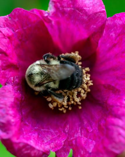 A bee is at the center of a purple paper petalled flower, presumably getting some nectar