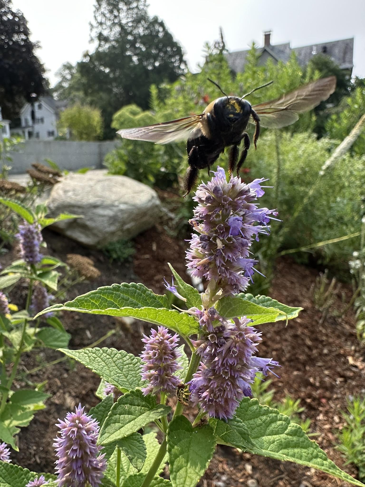 The carpenter bee hops off the hyssop, hovering in midair