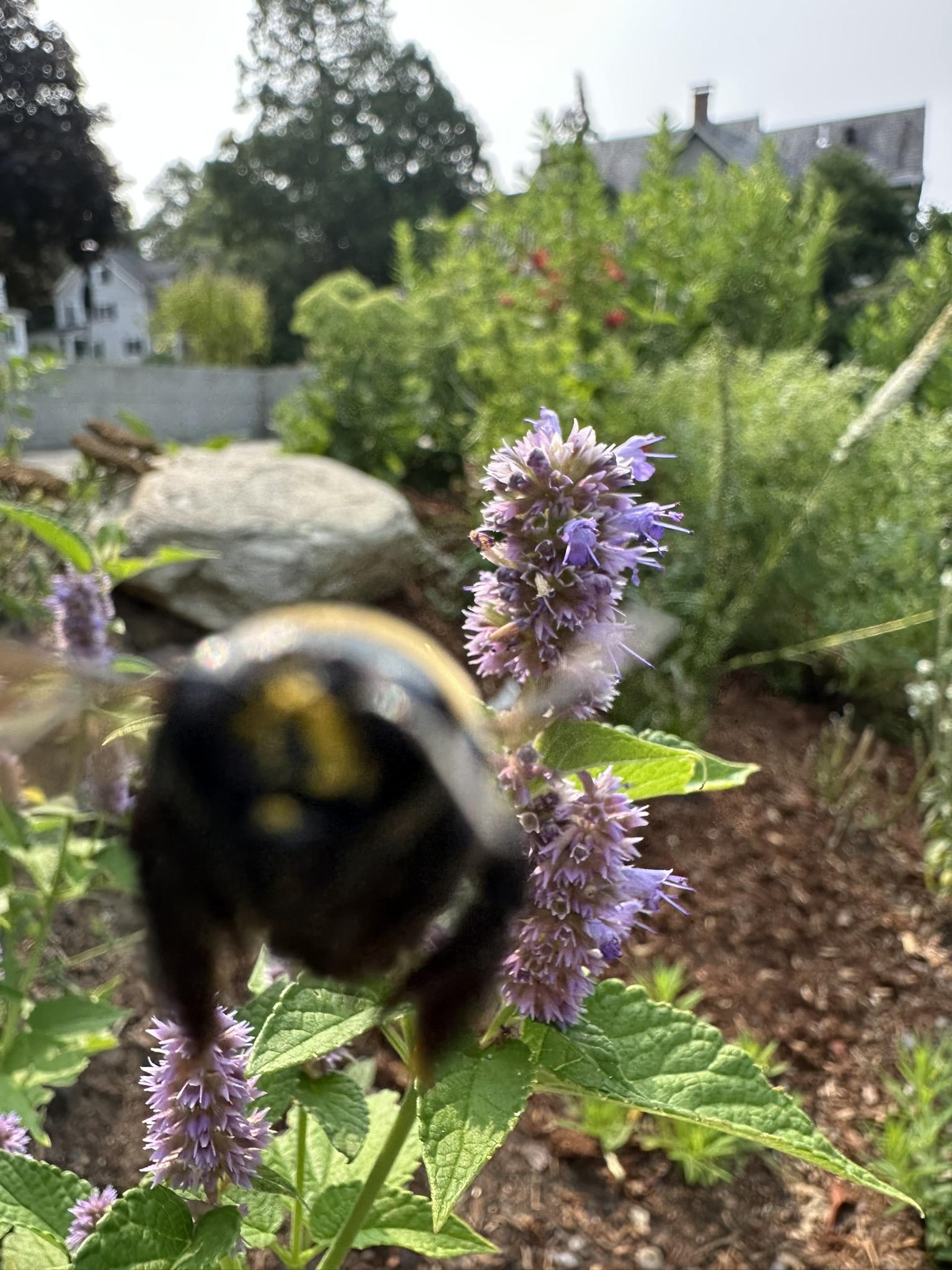 and flies straight up into my camera, getting so close she warps out of focus