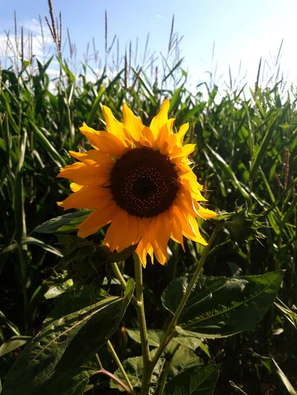 eine sonnenblume im vordergrund umgeben von maispflanzen am feld