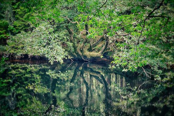 A dense, green tree with gnarled branches hangs over a still body of water, creating a perfect, clear reflection of the foliage and sky. The image has a vignette effect, darkening the edges and drawing focus to the central reflection.