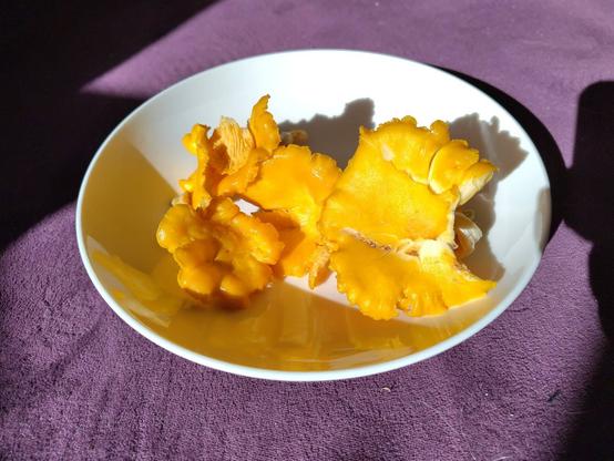 White plate on purple background. On the plate are golden-yellow mushrooms.