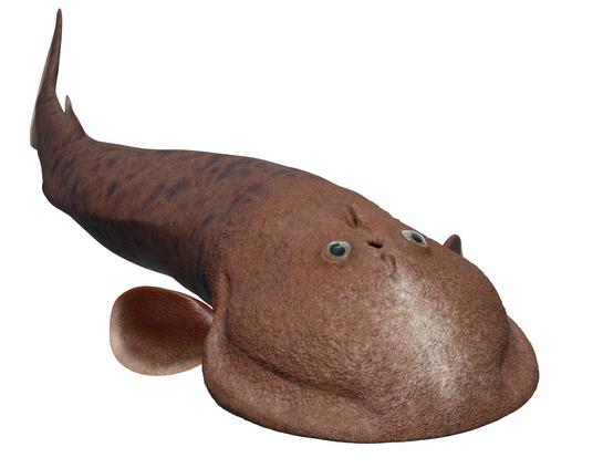 3D reconstruction of a fish-like prehistoric animal. It has large eyes on top of its round head.