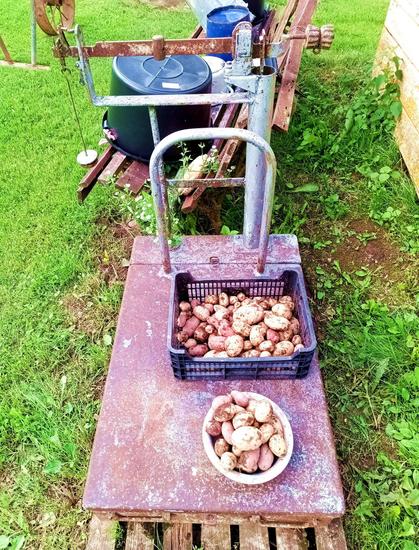 A rusty old potato scale sitting on a half rotten wooden pallet. It's got a plastic crate and a bowl of potatoes on it. The weighing arm is balanced with the weight shifted about two thirds down the scale, which is read from the other side. There's a rod upon which further weights can be stacked and a calibration counterweight consisting of two large knurled locknuts. It has a steel frame for leaning a sack of potatoes against.