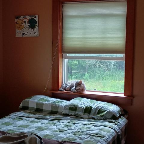 My cat, a brown and grey tortie, sleeping on the window sill in her room. She was watching birds and butterflies when a nap overtook her. At night, she sleeps on the flannel sheets on the bed below the window.