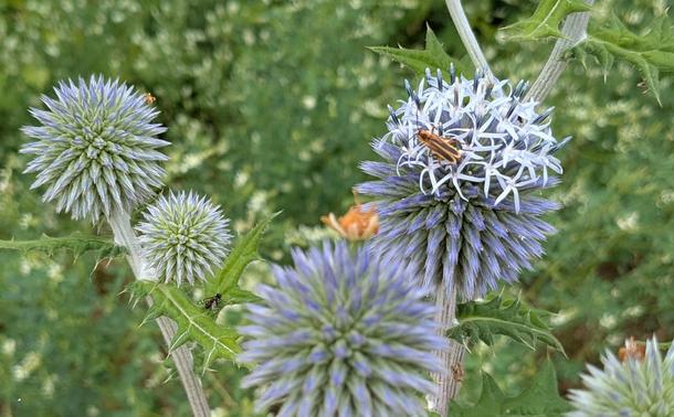 A globe thistle with prickly, evil-looking leaves topped by a cluster of spiky blue-green spheres, one of which has a cap of tiny white florets. A small copper and brown beetle  with six legs, folded wings, and long curved antennae is poking around amid the florets. A fly-like insect sits on one of the leaves.