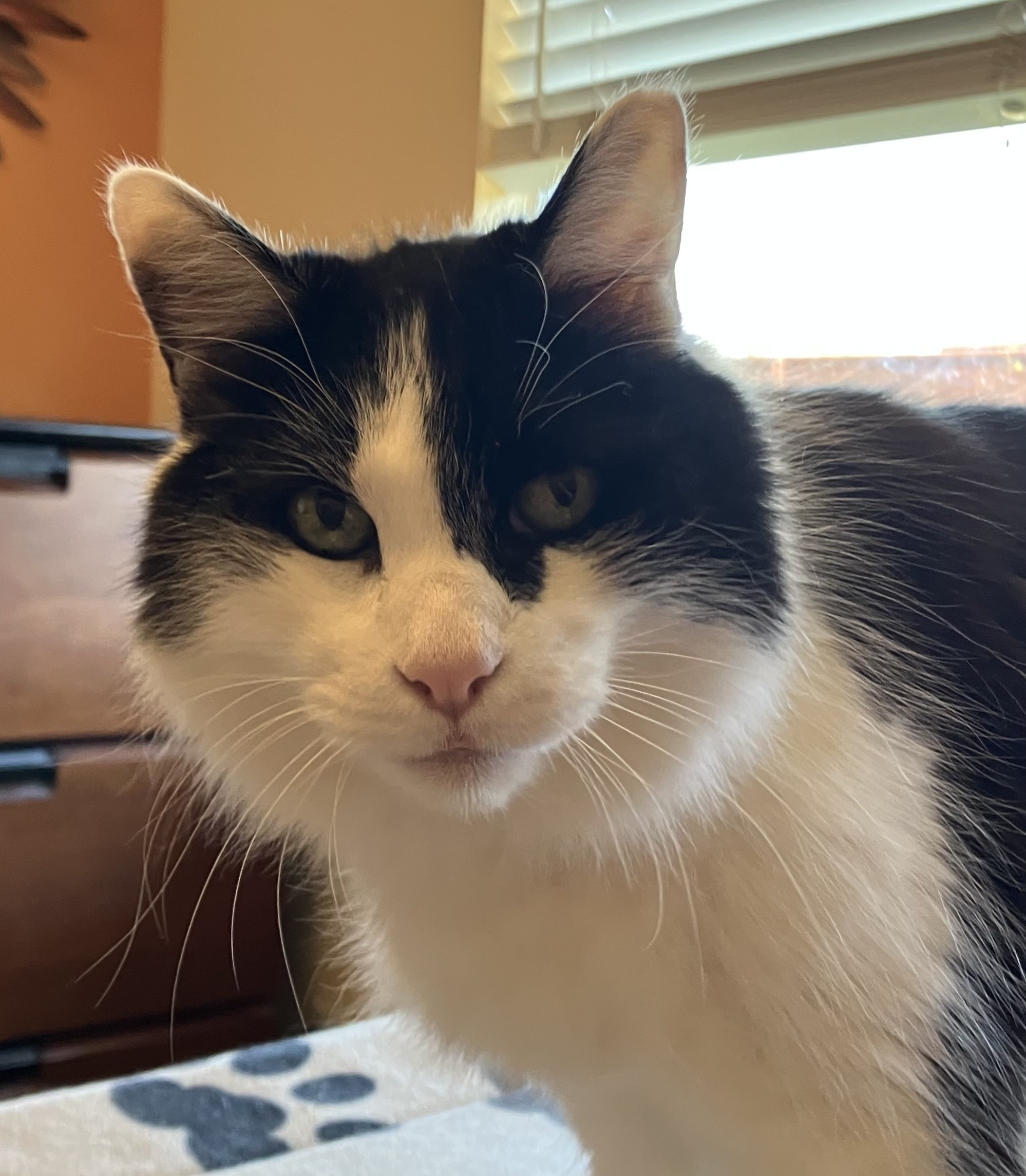 Mostly a head shot of medium-hair tuxedo cat, looking right into the camera. His white whiskers are on full display.