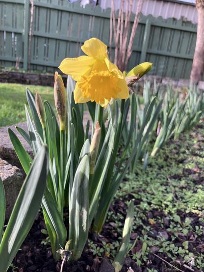 A blooming yellow daffodil stands among green leaves and buds in a garden. A wooden fence is visible in the background.