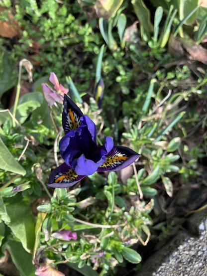 A vibrant purple iris with a striking pattern of yellow and black markings is blooming among green foliage and other small plants.
