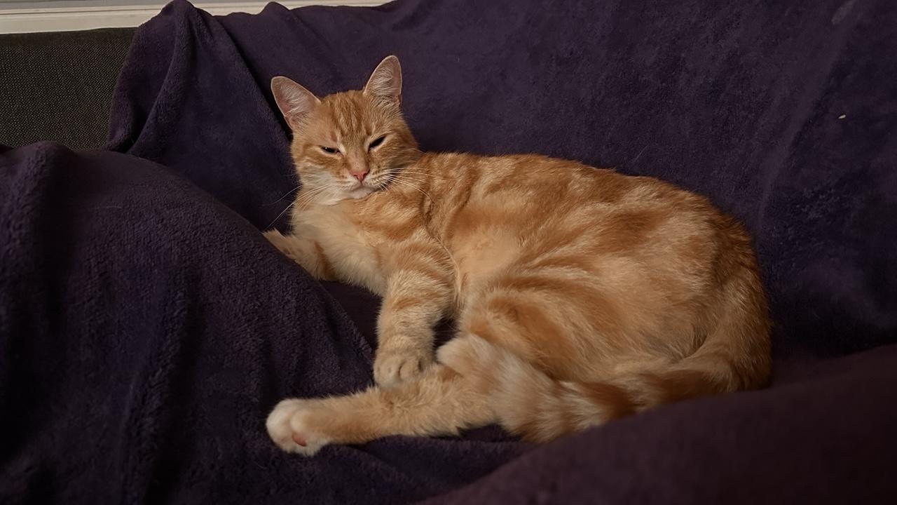 Washy the cat on the couch ready for some sleep