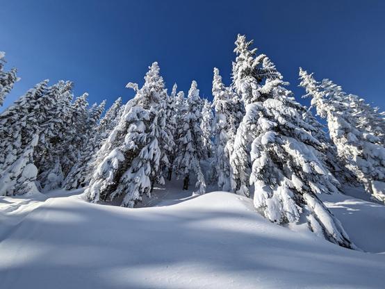 Evergreen trees are heavily coated with thick layers of snow, their branches drooping slightly under the weight. Gentle mounds of untouched snow cover the ground, casting soft blue shadows from the morning light. The sky above is a flawless, vivid blue, enhancing the crisp clarity of the winter scene. The atmosphere is peaceful and pristine—an untouched moment deep in the heart of a mountain wilderness.