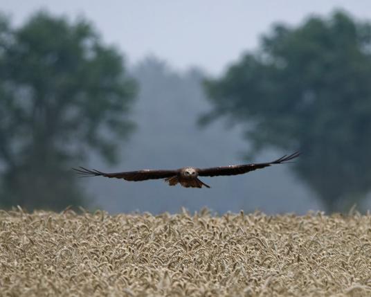 A black kite is flying over a Grainau field
directly towards you
Left and right framed by two trees