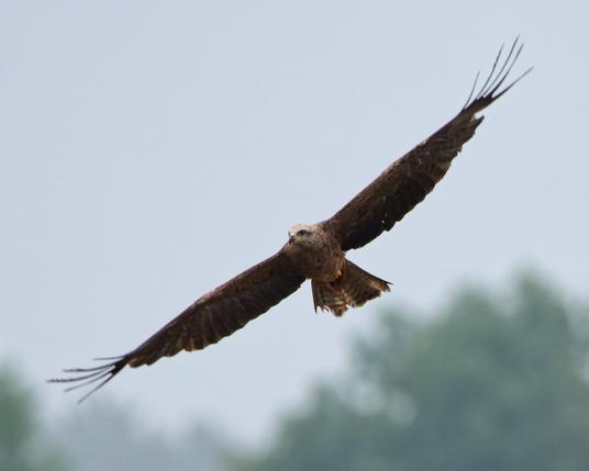 Now the black kite tourns away to the left