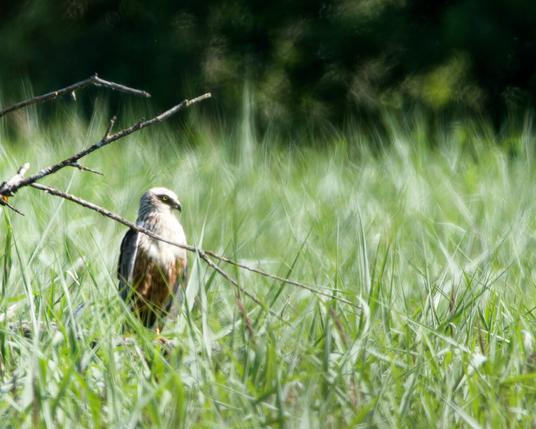 A male marsh harrier sits in the reeds