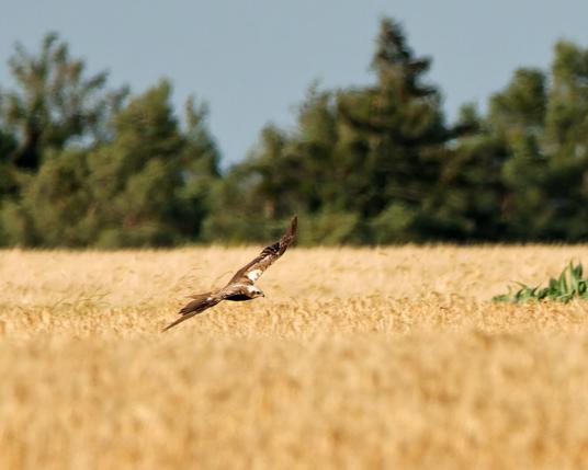 A female marsh harrier flying low over a Grain field scanning for food