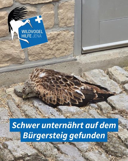 Ein erschöpfter Rotmilan liegt auf dem Gehweg. Auf dem Bild steht der Text: "Schwer unterernährt auf dem Bürgersteig gefunden"