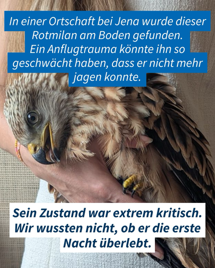Ein erschöpfter Rotmilan wird auf der Hand gehalten. Auf dem Bild steht der Text: "In einer Ortschaft bei Jena wurde dieser Rotmilan am Boden gefunden. Ein Anflugtrauma könnte ihn so geschwächt haben, dass er nicht mehr jagen konnte."
Darunter der Text: "Sein Zustand war extrem kritisch. Wir wussten nicht, ob er die erste Nacht überlebt."