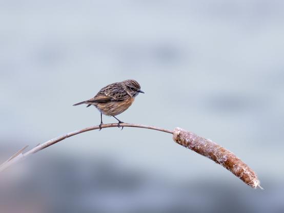 ๐ฃ๐ถ๐ฐ๐๐๐ฟ๐ฒ ๐๐ฒ๐๐ฐ๐ฟ๐ถ๐ฝ๐๐ถ๐ผ๐ป (๐๐ป๐ด): A female European Stonechat perches on an old, time-bent reed. In the background, the surface of the lagoon where the picture was shot can be seen, very blurred.
๐๐ฒ๐๐ฐ๐ฟ๐ถ๐ฝ๐ฐ๐ถ๐ผฬ๐ป (๐๐๐ฝ): Hembra de Tarabilla Europea posada sobre un viejo junco de enea doblado por el tiempo. Al fondo se adivina, muy desenfocadla, la superficie de la laguna en la que fue tomada la fotografรญa.