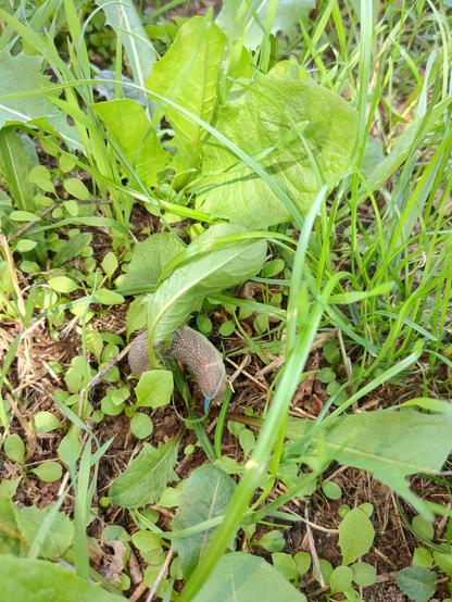 Eine große bräunliche Raupe gekrümmt auf dem Boden zwischen grünen Pflänzchen. Die Raupe ist graubraun, dicht weiß gepunktet und hat ein auffälliges blaues Horn.
