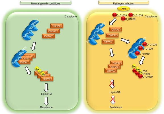 Diagram representing a cell under normal growth conditions and one under pathogen infection, each with annotated flow charts to illustrate how arginine methyltransferase (OsPRMT5) enhances rice resistance to bacterial blight by modulating salicylic acid and lignin contents through arginine methylation of the salicylic acid biosynthesis enzyme PHENYLALANINE AMMONIA LYASE 1 (OsPAL1). Also shown is the impact of an effector, secreted by Xanthomonas oryzae pv. oryzae, which disrupts the OsPRMT5–OsPAL1 interaction, impairing OsPRMT5-mediated immune responses.