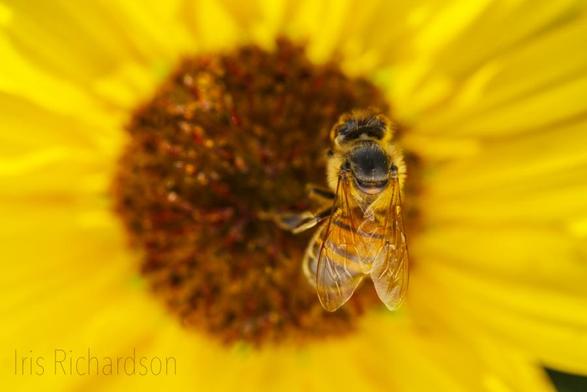 Honeybee on yellow flower at birdseye view macro photograph