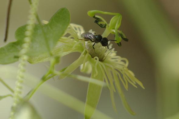 A wild Passiflora lutea vine was being pollinated by a Protandrena (Anthemurgus) passiflorae (the passionflower bee) in Norman, Oklahoma, United States on August 6, 2025.

https://en.wikipedia.org/wiki/Anthemurgus 
"
Protandrena (Anthemurgus) passiflorae (the passionflower bee) is a small (7.5-8.5 mm long) black bee that occurs from central Texas to North Carolina and north to Illinois.[1] Females of this solitary bee use collected nectar and pollen to feed larvae located in nests constructed in the ground (through mass provisioning). This uncommon bee is unusual for two reasons: first, the only known pollen host is a single species—the yellow passionflower (Passiflora lutea) (such specialization is called oligolecty); second, because of its size and foraging habits, the passionflower bee is thought to contribute little or nothing toward the pollination of its host plant.
"

https://en.wikipedia.org/wiki/Oligolecty "The term oligolecty is used in pollination ecology to refer to bees that exhibit a narrow, specialized preference for pollen sources, typically to a single family or genus of flowering plants." 

More about this plant is at https://www.wildflower.org/plants/result.php?id_plant=palu2 Passiflora lutea