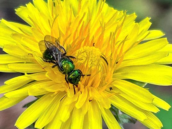 Closeup of a shiny metallic green bee perched on a dandelion flower, seemingly looking towards the camera.