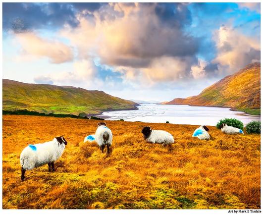 A small flock of sheep grazing in the burnt orange colored winter grass above the coast on the west of Ireland. Beautiful skies overhead with warm light illuminating the skies.