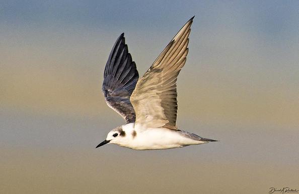 flying bird with white body, black eye and bill, gray crown and nape, and gray wings