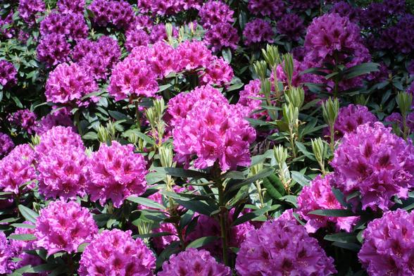 Pink rhododendron flowers.