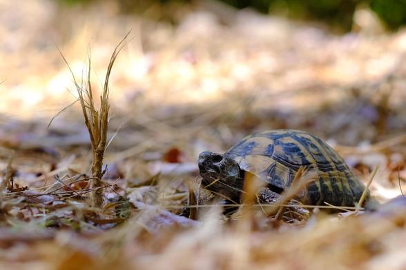 Photo of a tortoise on dry forest soil.