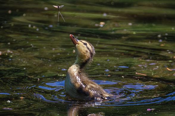 A photo of a mallard duckling swimming on a pond surface with its head raised and tilted back, poised to lunge out of the water at a mayfly hovering just above it. The water surrounding the duckling has ripples and plant debris floating on it and reflects hues of green and blue.