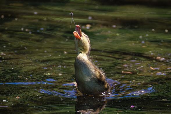 A photo of a mallard duckling leaping out of the surface of a pond at a mayfly hovering just above it. The water surrounding the duckling has ripples and plant debris floating on it and reflects hues of green and blue.