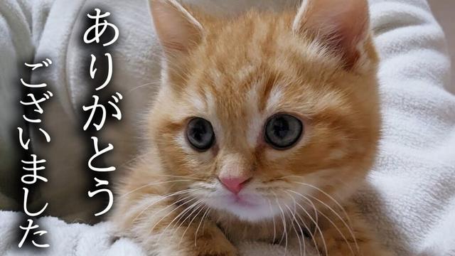 ハスキー犬と猫に育てられた子猫は半年後こうなりました...