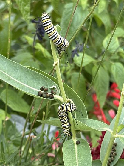 Two monarch caterpillars on a single stalk of common milkweed.