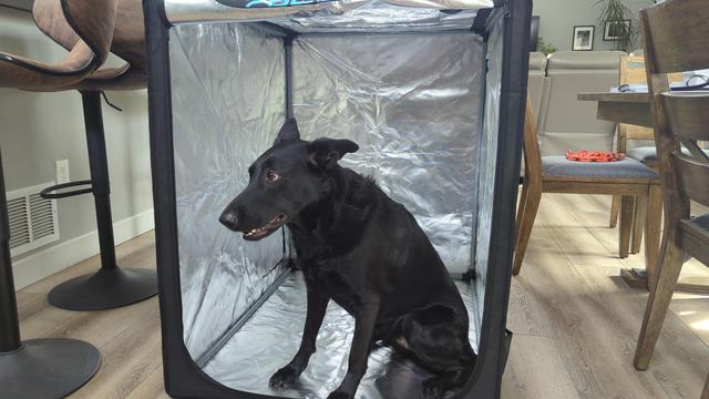A 65lb Belgian Malinois sitting inside the 3D printer enclosure I purchased for a printer roughly half her size. The enclosure has lovely aluminized interior walls and large plastic windows to allow viewing the prints. It's really perfect in every way except for its comically large size.