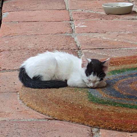 eine ganz kleine Katze liegt auf einem farbigen Fußabstreifer und schläft