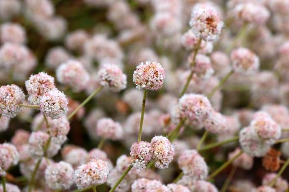A scattered array of small spherical puffy-looking flowerheads. Each spherical flowerhead looks to be composed of many smaller flowers in a riot of white, orange, and pink.