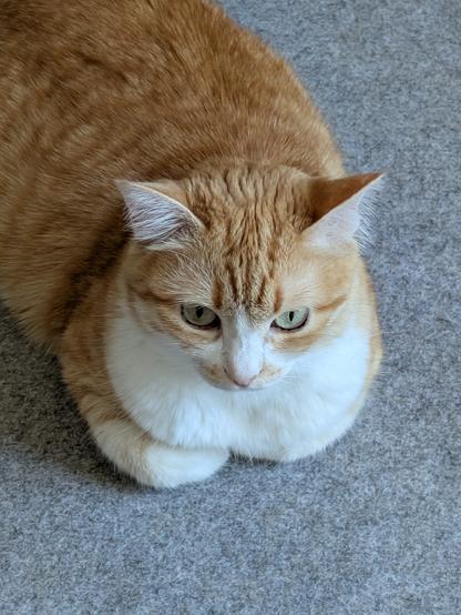 Chatte Youpi, blanche et rousse, installée pattes repliées sous elle, sur un tapis gris. Elle regarde droit devant elle, les yeux verts anis bien ouverts. 
Sa petite tête est adorable.