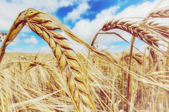 A close-up photograph of ripe barley stalks in a field, with a focus on the golden ears. The image is taken from a low angle, showing the detailed grains of barley against a bright blue sky with fluffy white clouds. The rest of the field is blurred in the background, emphasising the detail of the barley in the foreground.