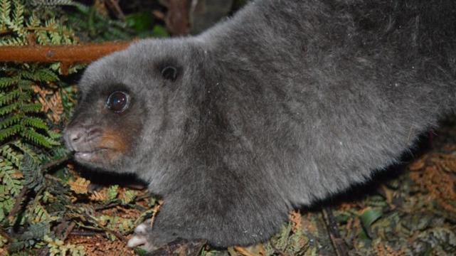 Mountain Cuscus Phalanger carmelitae