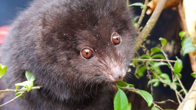 Mountain Cuscus Phalanger carmelitae
