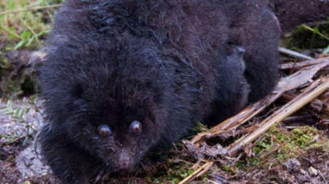 Mountain Cuscus Phalanger carmelitae