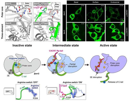 Top left: Comparison of polar core and three-element interactions between the inactive and intermediate conformations of βarr2. The ribbon diagram of βarr2 is colored dark gray. C7pp2 and the C-tail of βarr2IM are shown in pink and green, respectively. Hydrogen bonds stabilizing the polar core interactions are shown as dashed lines. Top right: CXCL12-induced trafficking of βarr2 as monitored using confocal microscopy in HEK293 cells expressing CXCR7WT and CXCR7E358A. The “Surface” images depict βarr2 localization at the plasma membrane shortly after agonist stimulation, representing initial recruitment of βarr2 to CXCR7. The “Endosomal” images show intracellular βarr2 localization at later time points, indicating receptor internalization. Scale bar is 10 μm. Bottom: Proposed arginine switch model for βarr2 activation by the CXCR7 Rp-tail. In the inactive state, Arg394, which we name as an “arginine switch,” is an integral component of the polar core, facilitating interaction. Simultaneously, the βarr2 C-tail engages with the N-domain through a 3E interaction. Upon C7pp2 binding to βarr2, the arginine switch undergoes rotation and forms a direct interaction with Glu358 of C7pp2, leading to partial disruption of the polar core. This stage represents an intermediate state preceding βarr2 activation, where the 3E interaction remains intact. Phosphorylation of Ser360/Thr361 further contributes to the disruption of the 3E interaction, triggering the release of the βarr2 C-tail.