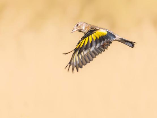 ๐ฃ๐ถ๐ฐ๐๐๐ฟ๐ฒ ๐๐ฒ๐๐ฐ๐ฟ๐ถ๐ฝ๐๐ถ๐ผ๐ป (๐๐ป๐ด): A juvenile European goldfinch in flight against a yellow background. In this case, its wings are down, so we can see the uperside of its feathers, with yellow and black stripes.
๐๐ฒ๐๐ฐ๐ฟ๐ถ๐ฝ๐ฐ๐ถ๐ผฬ๐ป (๐๐๐ฝ): Jilguero juvenil en vuelo contra un fondo amarillo. En este caso tiene las alas hacia abajo por lo que vemos el anverso de sus plumas, con franjas amarillas y negras en las rรฉmiges.